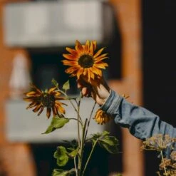 Solsikke 'Velvet Queen' Øko Helianthus Annuus 'Velvet Queen' Frøpose, Antal Pr. Pakke, Ca. 20 Stk. -Osmoz Naturens Butik p34784 54715 helianthus annuus velvet queen 912f