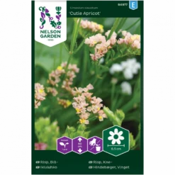 Vinget Hindebæger 'Cutie Apricot' Limonium Sinuatum 'Cutie Apricot'