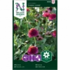 Frøkenhat 'Cresto! Violet' Zinnia Elegans 'Cresto! Violet' 2 Frøkenhat 'Cresto! Violet' Zinnia Elegans 'Cresto! Violet' -Osmoz Naturens Butik p34800 34781 zinnia elegans cresto violet f3b9