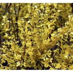 Forsythia 'Minigold' Forsythia Intermedia 'Minigold' Potte 2,0 Liter,- 40-60 Cm. -Osmoz Naturens Butik p34801 36902 forsythia intermedia minigold 05a7