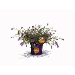 Sommerfuglebusk 'Summer Lounge' ® Lilla Buddleja 'Summer Lounge' ® Lilla 2 Liter Potte -Osmoz Naturens Butik p35015 35308 buddleja summer lounge lilla d481