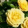 'Viborg'™ Rosa X 'Viborg'™ (Slotsrose) A-Kvalitet,- Barrods Roser Min. 3 Grene 1 'Viborg'™ Rosa X 'Viborg'™ (Slotsrose) A-Kvalitet,- Barrods Roser Min. 3 Grene -Osmoz Naturens Butik p350 51877 rosa x viborg slotsrose afc2