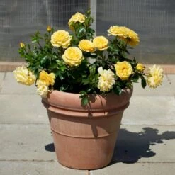 'Viborg'™ Rosa X 'Viborg'™ (Slotsrose) A-Kvalitet,- Barrods Roser Min. 3 Grene -Osmoz Naturens Butik p350 51878 rosa x viborg slotsrose 0a38