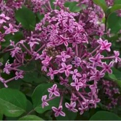 Dværgsyren 'Bloomerang Dark Purple' Syringa Microphylla 'Bloomerang Dark Purple' Opstammet 120 Cm. 7,5 Liter Potte -Osmoz Naturens Butik p35136 41220 syringa microphylla bloomerang dark purple b3a6