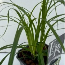 Star 'Ribbon Falls' Carex 'Ribbon Falls' Potte 2 Liter. -Osmoz Naturens Butik p35145 41081 carex ribbon falls bb2e
