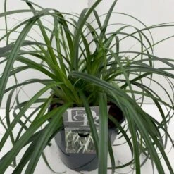 Star 'Ribbon Falls' Carex 'Ribbon Falls' Potte 2 Liter. -Osmoz Naturens Butik p35145 41083 carex ribbon falls 7539