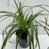 Star 'Ribbon Falls' Carex 'Ribbon Falls' Potte 2 Liter. -Osmoz Naturens Butik p35145 42614 carex ribbon falls b906
