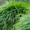 Japansk Skovgræs Hakonechloa Macra 1 Liter Potte 1 Japansk Skovgræs Hakonechloa Macra 1 Liter Potte -Osmoz Naturens Butik p35147 50982 hakonechloa macra e32e