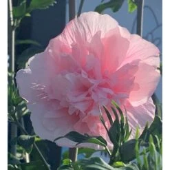 Syrisk Rose Hiciscus Syriacus 'Pink Chiffon' Potte 4,0 Liter,- 50-60 Cm. -Osmoz Naturens Butik p35185 49090 hiciscus syriacus pink chiffon 78f5