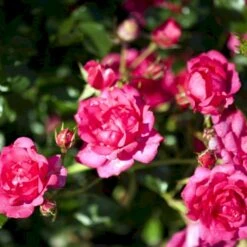 'Viking'® Rosa X 'Viking'® (Bunddækkerose) A-Kvalitet,- Barrods Roser Min. 3 Grene 12 'Viking'® Rosa X 'Viking'® (Bunddækkerose) A-Kvalitet,- Barrods Roser Min. 3 Grene -Osmoz Naturens Butik p351 51743 rosa x viking bunddaekkerose ccc4