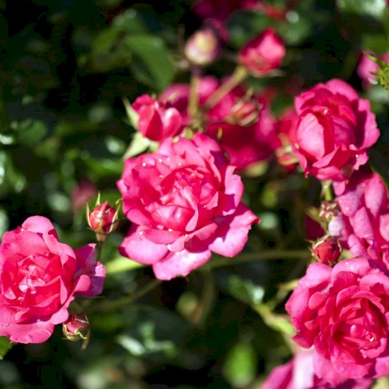'Viking'® Rosa X 'Viking'® (Bunddækkerose) A-Kvalitet,- Barrods Roser Min. 3 Grene 5 'Viking'® Rosa X 'Viking'® (Bunddækkerose) A-Kvalitet,- Barrods Roser Min. 3 Grene - Billede 3