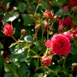 'Viking'® Rosa X 'Viking'® (Bunddækkerose) A-Kvalitet,- Barrods Roser Min. 3 Grene 13 'Viking'® Rosa X 'Viking'® (Bunddækkerose) A-Kvalitet,- Barrods Roser Min. 3 Grene -Osmoz Naturens Butik p351 51744 rosa x viking bunddaekkerose 1b2c