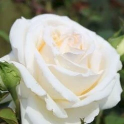 'Ambiente'® Rosa X 'Ambiente'® (Storblomstrende) A-Kvalitet,- Barrods Roser Min. 3 Grene -Osmoz Naturens Butik p35299 53316 rosa x ambiente storblomstrende e300