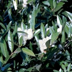 Kirsebærlaurbær 'Otto Luyken' Prunus Laurocerasus 'Otto Luyken' Potte 3,5 Liter 20-30 Cm. -Osmoz Naturens Butik p3529 47488 prunus laurocerasus otto luyken 99b8