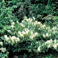 Kirsebærlaurbær 'Otto Luyken' Prunus Laurocerasus 'Otto Luyken' Potte 3,5 Liter 20-30 Cm. -Osmoz Naturens Butik p3529 47489 prunus laurocerasus otto luyken 4a13