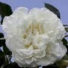 'White Meidiland' Rosa X 'White Meidiland' (Bunddækkerose) A-Kvalitet,- Barrods Roser Min. 3 Grene 2 'White Meidiland' Rosa X 'White Meidiland' (Bunddækkerose) A-Kvalitet,- Barrods Roser Min. 3 Grene -Osmoz Naturens Butik p352 51749 rosa x white meidiland bunddaekkerose 152b