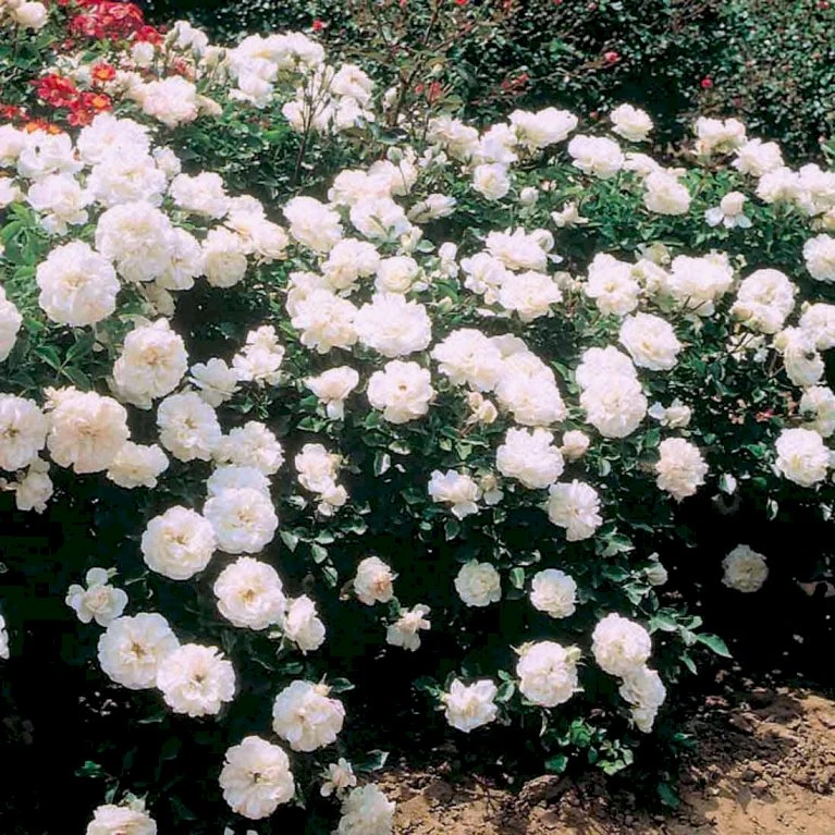 'White Meidiland' Rosa X 'White Meidiland' (Bunddækkerose) A-Kvalitet,- Barrods Roser Min. 3 Grene 5 'White Meidiland' Rosa X 'White Meidiland' (Bunddækkerose) A-Kvalitet,- Barrods Roser Min. 3 Grene - Billede 3