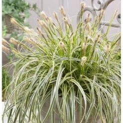 Star 'Feather Falls' Carex 'Feather Falls' Potte 2 Liter. -Osmoz Naturens Butik p35303 38968 carex feather falls af57