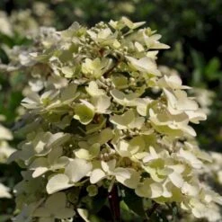 Syrén-hortensia 'Wims Red' Hydrangea Paniculata 'Wims Red' Potte 3,0 Liter,- 25-30 Cm. -Osmoz Naturens Butik p35318 47367 hydrangea paniculata wims red b012