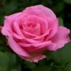 'Beverly'® Rosa X 'Beverly'® (Storblomstrende) A-Kvalitet,- Barrods Roser Min. 3 Grene