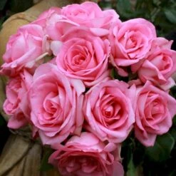 'Beverly'® Rosa X 'Beverly'® (Storblomstrende) A-Kvalitet,- Barrods Roser Min. 3 Grene -Osmoz Naturens Butik p35321 53551 rosa x beverly storblomstrende 302a