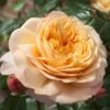 'Capri'® Rosa X 'Capri'® (Storblomstrende) A-Kvalitet,- Barrods Roser Min. 3 Grene -Osmoz Naturens Butik p35323 48892 rosa x capri 6291