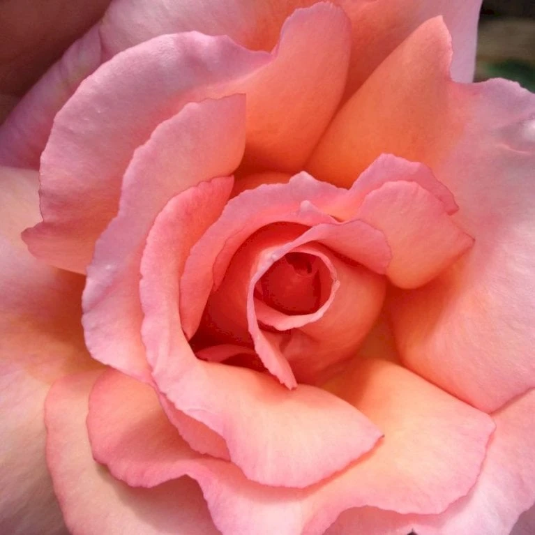 'Cloud Nine' Rosa X 'Cloud Nine' (storblomstrende) A-Kvalitet,- Barrods Roser Min. 3 Grene 3 'Cloud Nine' Rosa X 'Cloud Nine' (storblomstrende) A-Kvalitet,- Barrods Roser Min. 3 Grene