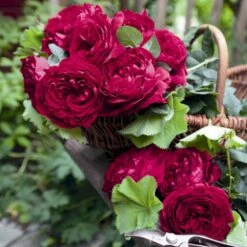 'Gospel'® Rosa X 'Gospel'® (Storblomstrende) A-Kvalitet,- Barrods Roser Min. 3 Grene 7 'Gospel'® Rosa X 'Gospel'® (Storblomstrende) A-Kvalitet,- Barrods Roser Min. 3 Grene -Osmoz Naturens Butik p35326 53974 rosa x gospel storblomstrende dd8e