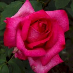 'Parole'® Rosa X 'Parole'® (Storblomstrende) A-Kvalitet,- Barrods Roser Min. 3 Grene -Osmoz Naturens Butik p35329 53621 rosa x parole storblomstrende 6c49