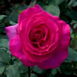 'Parole'® Rosa X 'Parole'® (Storblomstrende) A-Kvalitet,- Barrods Roser Min. 3 Grene -Osmoz Naturens Butik p35329 53622 rosa x parole storblomstrende db95