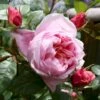 'Schöne Maid' Rosa X 'Schöne Maid' (Storblomstrende) A-Kvalitet,- Barrods Roser Min. 3 Grene 1 'Schöne Maid' Rosa X 'Schöne Maid' (Storblomstrende) A-Kvalitet,- Barrods Roser Min. 3 Grene -Osmoz Naturens Butik p35331 51383 rosa x schoene maid 82bd
