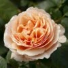 'Tropicana'® Rosa X 'Tropicana'® (Storblomstrende) A-Kvalitet,- Barrods Roser Min. 3 Grene