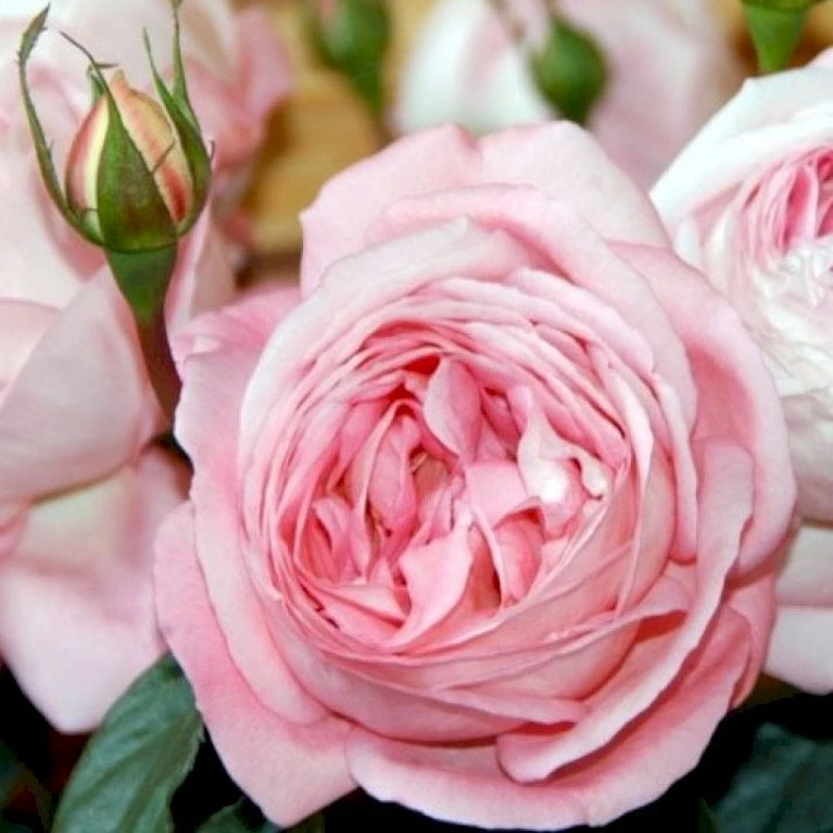 'Voyage'® Rosa X 'Voyage'® (Storblomstrende) A-Kvalitet,- Barrods Roser Min. 3 Grene 3 'Voyage'® Rosa X 'Voyage'® (Storblomstrende) A-Kvalitet,- Barrods Roser Min. 3 Grene