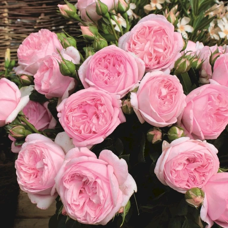 'Voyage'® Rosa X 'Voyage'® (Storblomstrende) A-Kvalitet,- Barrods Roser Min. 3 Grene 5 'Voyage'® Rosa X 'Voyage'® (Storblomstrende) A-Kvalitet,- Barrods Roser Min. 3 Grene - Billede 3