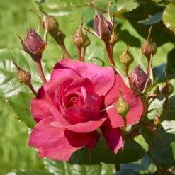 'Aveline™ Renaissance'® Rosa X 'Aveline™ Renaissance'® (Renaissancerose) A-Kvalitet,- Barrods Roser Min. 3 Grene -Osmoz Naturens Butik p35342 52097 rosa x aveline renaissance renaissancerose 16f4