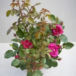 'Aveline™ Renaissance'® Rosa X 'Aveline™ Renaissance'® (Renaissancerose) A-Kvalitet,- Barrods Roser Min. 3 Grene -Osmoz Naturens Butik p35342 52099 rosa x aveline renaissance renaissancerose 0ec6
