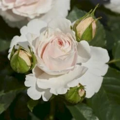 'Anna Ancher™ Renaissance'® Rosa X 'Anna Ancher™ Renaissance'® (Renaissancerose) A-Kvalitet,- Barrods Roser Min. 3 Grene
