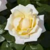 'Baroniet Rosendal™ Renaissance'® Rosa X 'Baroniet Rosendal™ Renaissance'® (Renaissancerose) A-Kvalitet,- Barrods Roser Min. 3 Grene