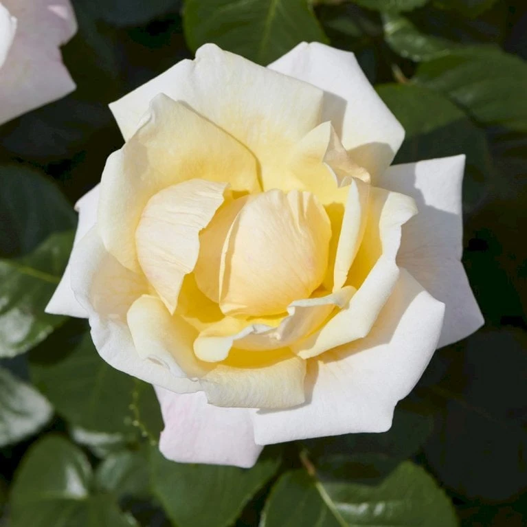 'Baroniet Rosendal™ Renaissance'® Rosa X 'Baroniet Rosendal™ Renaissance'® (Renaissancerose) A-Kvalitet,- Barrods Roser Min. 3 Grene 3 'Baroniet Rosendal™ Renaissance'® Rosa X 'Baroniet Rosendal™ Renaissance'® (Renaissancerose) A-Kvalitet,- Barrods Roser Min. 3 Grene
