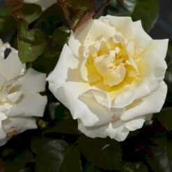 'Baroniet Rosendal™ Renaissance'® Rosa X 'Baroniet Rosendal™ Renaissance'® (Renaissancerose) A-Kvalitet,- Barrods Roser Min. 3 Grene 10 'Baroniet Rosendal™ Renaissance'® Rosa X 'Baroniet Rosendal™ Renaissance'® (Renaissancerose) A-Kvalitet,- Barrods Roser Min. 3 Grene -Osmoz Naturens Butik p35344 52108 rosa x baroniet rosendal renaissance renaissancerose 2777