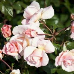 'Baroniet Rosendal™ Renaissance'® Rosa X 'Baroniet Rosendal™ Renaissance'® (Renaissancerose) A-Kvalitet,- Barrods Roser Min. 3 Grene 11 'Baroniet Rosendal™ Renaissance'® Rosa X 'Baroniet Rosendal™ Renaissance'® (Renaissancerose) A-Kvalitet,- Barrods Roser Min. 3 Grene -Osmoz Naturens Butik p35344 52109 rosa x baroniet rosendal renaissance renaissancerose 8d17