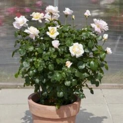 'Baroniet Rosendal™ Renaissance'® Rosa X 'Baroniet Rosendal™ Renaissance'® (Renaissancerose) A-Kvalitet,- Barrods Roser Min. 3 Grene 12 'Baroniet Rosendal™ Renaissance'® Rosa X 'Baroniet Rosendal™ Renaissance'® (Renaissancerose) A-Kvalitet,- Barrods Roser Min. 3 Grene -Osmoz Naturens Butik p35344 52110 rosa x baroniet rosendal renaissance renaissancerose 84b2