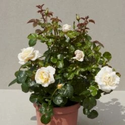 'Baroniet Rosendal™ Renaissance'® Rosa X 'Baroniet Rosendal™ Renaissance'® (Renaissancerose) A-Kvalitet,- Barrods Roser Min. 3 Grene 13 'Baroniet Rosendal™ Renaissance'® Rosa X 'Baroniet Rosendal™ Renaissance'® (Renaissancerose) A-Kvalitet,- Barrods Roser Min. 3 Grene -Osmoz Naturens Butik p35344 52111 rosa x baroniet rosendal renaissance renaissancerose beec