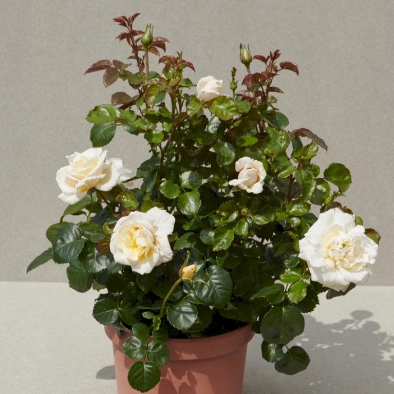 'Baroniet Rosendal™ Renaissance'® Rosa X 'Baroniet Rosendal™ Renaissance'® (Renaissancerose) A-Kvalitet,- Barrods Roser Min. 3 Grene 8 'Baroniet Rosendal™ Renaissance'® Rosa X 'Baroniet Rosendal™ Renaissance'® (Renaissancerose) A-Kvalitet,- Barrods Roser Min. 3 Grene - Billede 6