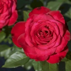 'Birthe Kjær™ Renaissance'® Rosa X 'Birthe Kjær™ Renaissance'® (Renaissancerose) A-Kvalitet,- Barrods Roser Min. 3 Grene -Osmoz Naturens Butik p35345 52117 rosa x birthe kjaer renaissance renaissancerose fbad