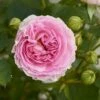 'Joleen™ Renaissance'® Rosa X 'Joleen™ Renaissance'® (Renaissancerose) A-Kvalitet,- Barrods Roser Min. 3 Grene -Osmoz Naturens Butik p35346 52147 rosa x joleen renaissance renaissancerose a692