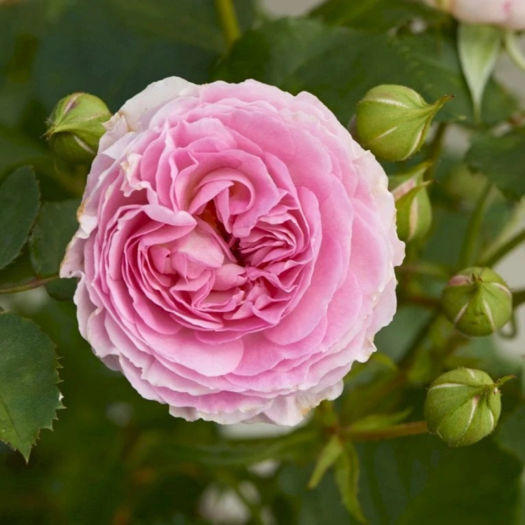 'Joleen™ Renaissance'® Rosa X 'Joleen™ Renaissance'® (Renaissancerose) A-Kvalitet,- Barrods Roser Min. 3 Grene 3 'Joleen™ Renaissance'® Rosa X 'Joleen™ Renaissance'® (Renaissancerose) A-Kvalitet,- Barrods Roser Min. 3 Grene