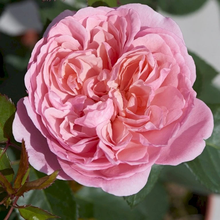 'Joleen™ Renaissance'® Rosa X 'Joleen™ Renaissance'® (Renaissancerose) A-Kvalitet,- Barrods Roser Min. 3 Grene 5 'Joleen™ Renaissance'® Rosa X 'Joleen™ Renaissance'® (Renaissancerose) A-Kvalitet,- Barrods Roser Min. 3 Grene - Billede 3