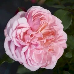 'Joleen™ Renaissance'® Rosa X 'Joleen™ Renaissance'® (Renaissancerose) A-Kvalitet,- Barrods Roser Min. 3 Grene 10 'Joleen™ Renaissance'® Rosa X 'Joleen™ Renaissance'® (Renaissancerose) A-Kvalitet,- Barrods Roser Min. 3 Grene -Osmoz Naturens Butik p35346 52149 rosa x joleen renaissance renaissancerose 32cf