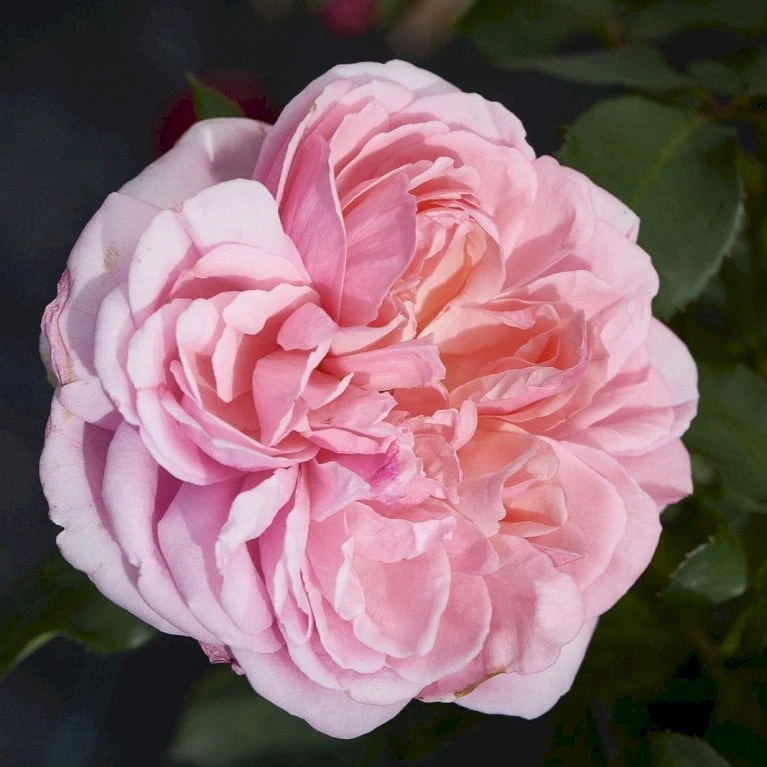'Joleen™ Renaissance'® Rosa X 'Joleen™ Renaissance'® (Renaissancerose) A-Kvalitet,- Barrods Roser Min. 3 Grene 6 'Joleen™ Renaissance'® Rosa X 'Joleen™ Renaissance'® (Renaissancerose) A-Kvalitet,- Barrods Roser Min. 3 Grene - Billede 4